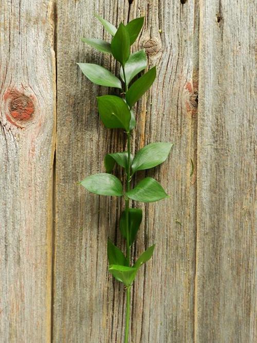  ISRAELI RUSCUS  GREENS